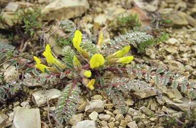 Astragalus utriger ( )