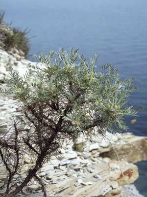 Astracantha arnacantha ( () )