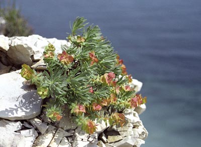Euphorbia glareosa ( )