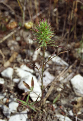 Trifolium angustifolium ( )
