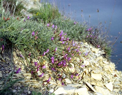 Astragalus subuliformis ( )