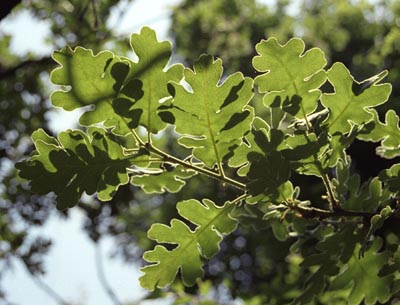 Quercus pubescens ( )