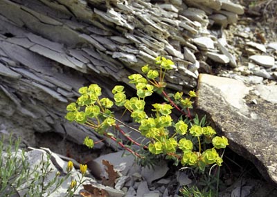 Euphorbia petrophila ( )