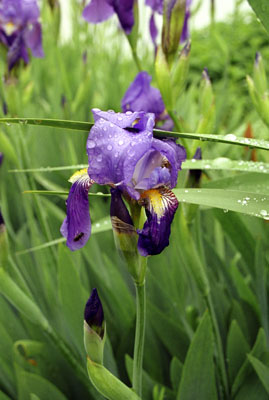Genus Iris SP.