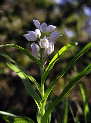 Cephalanthera longifolia ( )