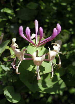 Lonicera caprifolium ( )