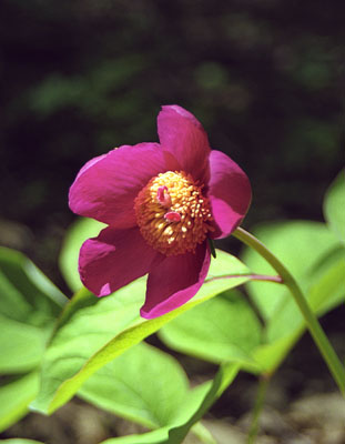 Paeonia caucasica ( )