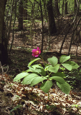 Paeonia caucasica ( )