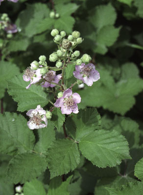 Rubus ibericus ( )