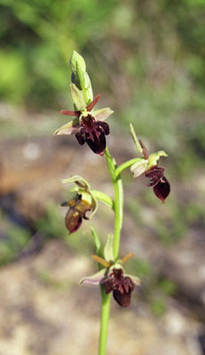Ophrys caucasica ( )