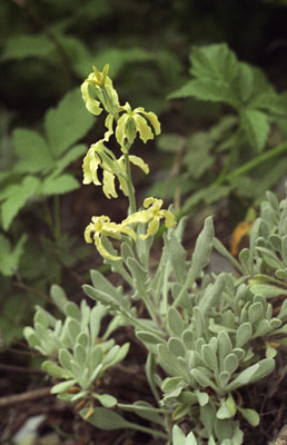 Matthiola odoratissima ( )