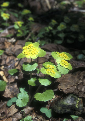 Chrysosplenium alternifolium ( )