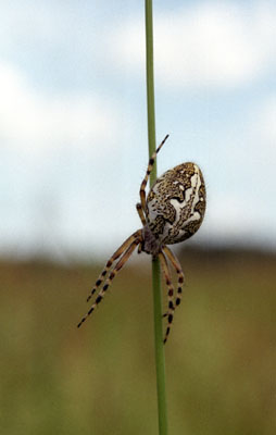 Genus Araneus SP.