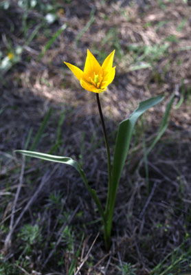 Tulipa biebersteiniana