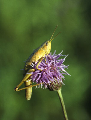  Orthoptera SP. ()