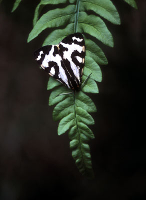 Parasemia plantaginis ( )