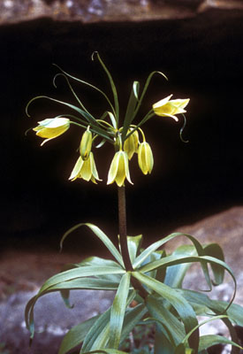 Fritillaria raddeana ( )