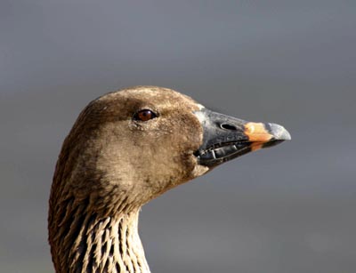 Anser fabalis (Bean Goose)