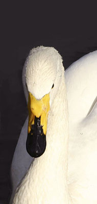Cygnus cygnus (Whooper Swan)