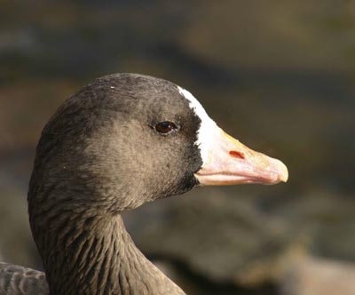 Anser albifrons (White-fronted Goose)