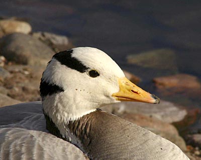 Eulabeia indica (Bar-headed Goose)