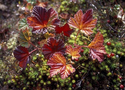 Rubus chamaemorus ( )