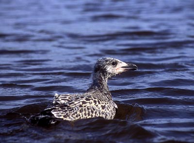 Larus heuglini (Oriental Black-backed Gull)