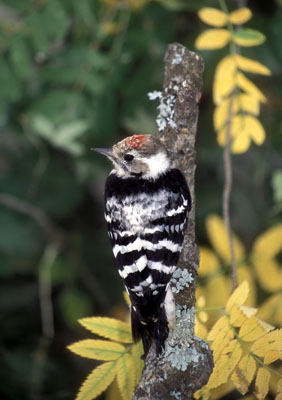 Dendrocopos minor (Lesser Spotted Woodpecker)