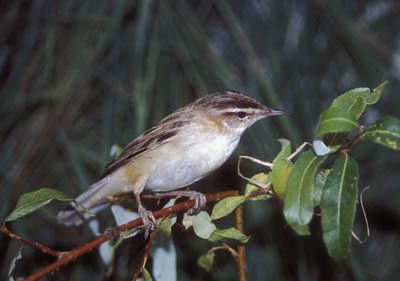 Acrocephalus schoenobaenus (Sedge Warbler)