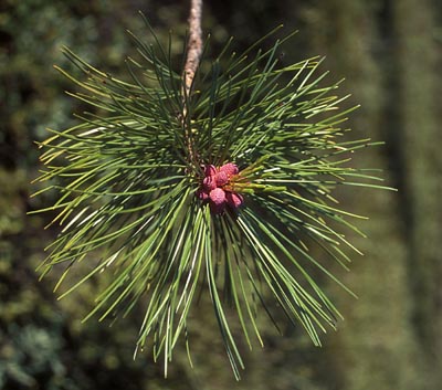 Pinus sibirica (  )