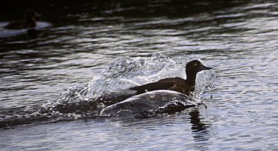 Aythya fuligula (Tufted Duck)