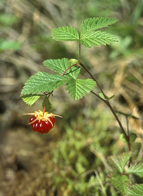 Rubus arcticus ( )