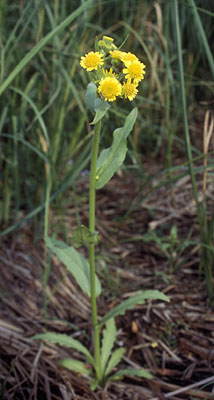 Family Asteraceae SP.
