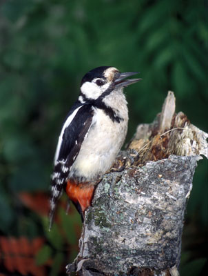 Dendrocopos major (Great Spotted Woodpecker)