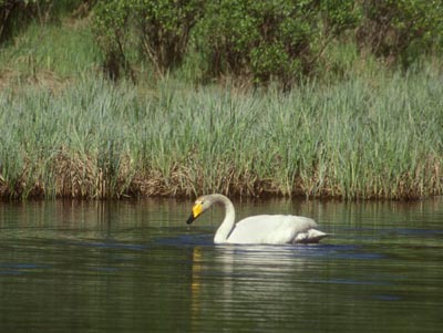 Cygnus cygnus (Whooper Swan)