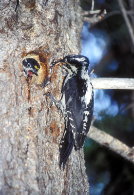 Picoides tridactylus (Three-toed Woodpecker)