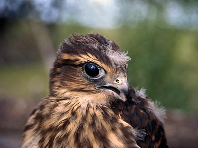 Falco columbarius ()