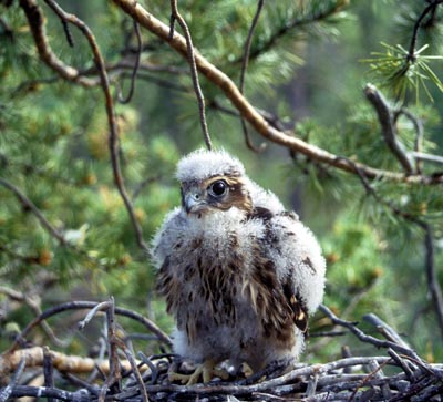 Falco columbarius (Merlin)