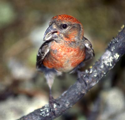 Loxia leucoptera (Two-barred Crossbill)