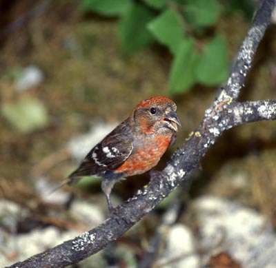 Loxia leucoptera (Two-barred Crossbill)