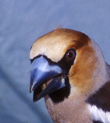 Coccothraustes coccothraustes (Hawfinch)
