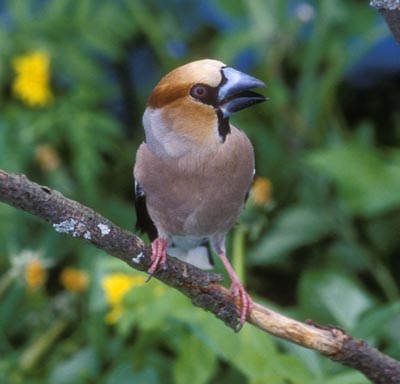 Coccothraustes coccothraustes (Hawfinch)