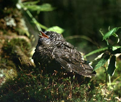 Cuculus canorus (Cuckoo)