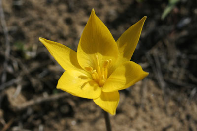 Tulipa biebersteiniana ( )