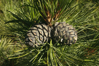 Pinus sibirica (  )