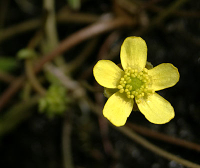 Ranunculus reptans ( )