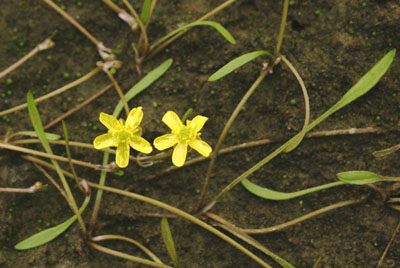Ranunculus reptans ( )