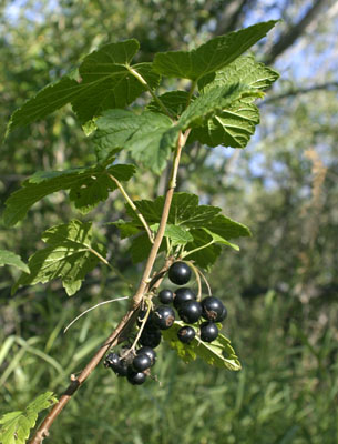 Ribes nigrum ( )