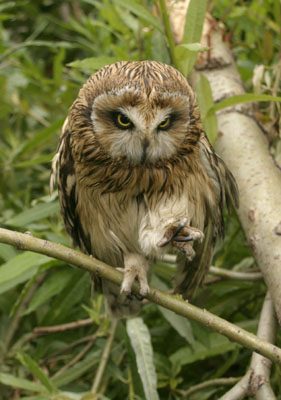 Asio flammeus (Short-eared Owl)