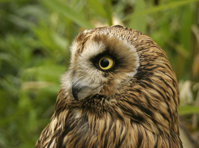 Asio flammeus (Short-eared Owl)